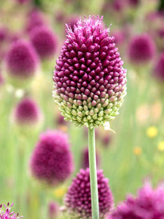 Allium Sphaerocephalon (Trommelstokjes)