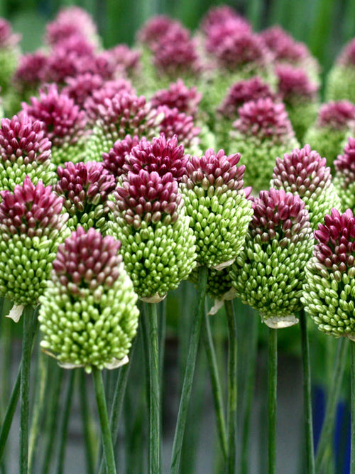 Allium sphaerocephalon (Trommelstokjes) bollen kopen