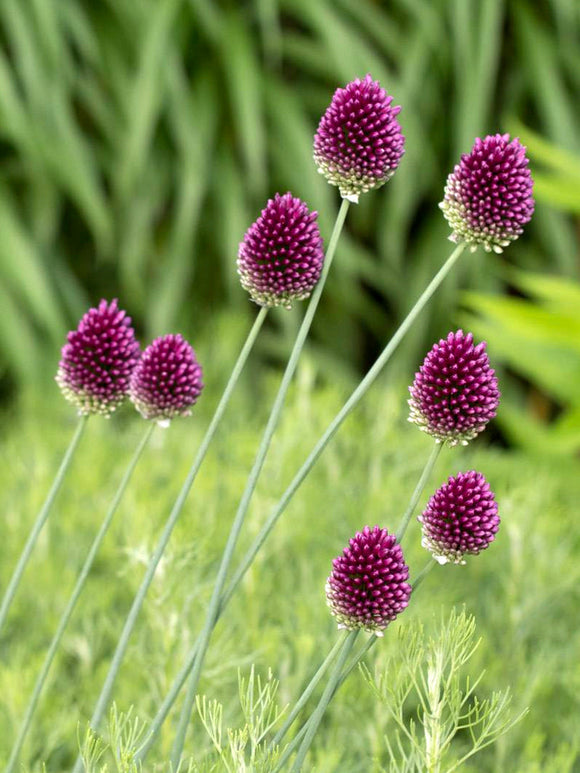 Allium sphaerocephalon (Trommelstokjes) bloembollen
