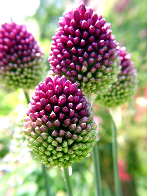 Allium sphaerocephalon (Trommelstokjes) Bollen