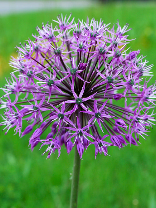 Allium stipitatum Glory of Pamir hoog boven het blad in bloei