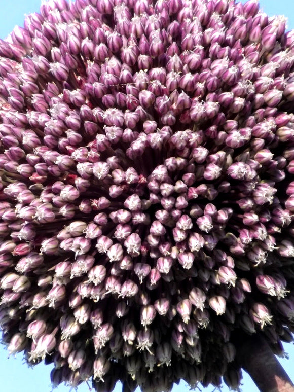 Kopen Allium Summer Drummer - Paars en Whit