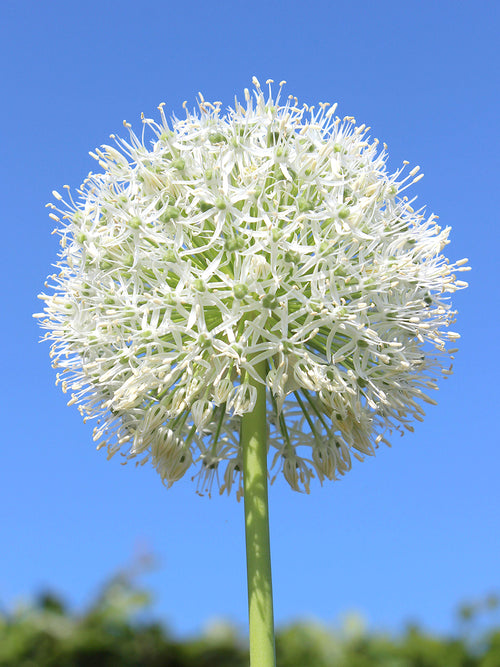 Allium White Giant met grote, ronde witte bloembol
