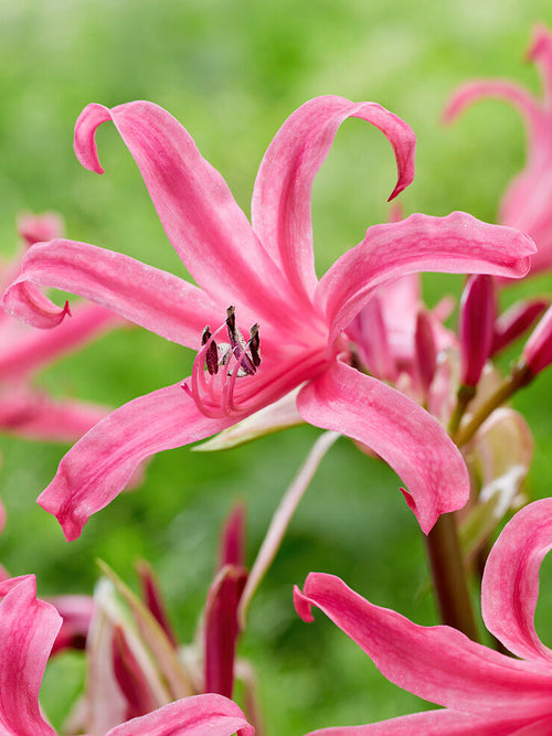 Amarine Belladiva Anastasia bollen