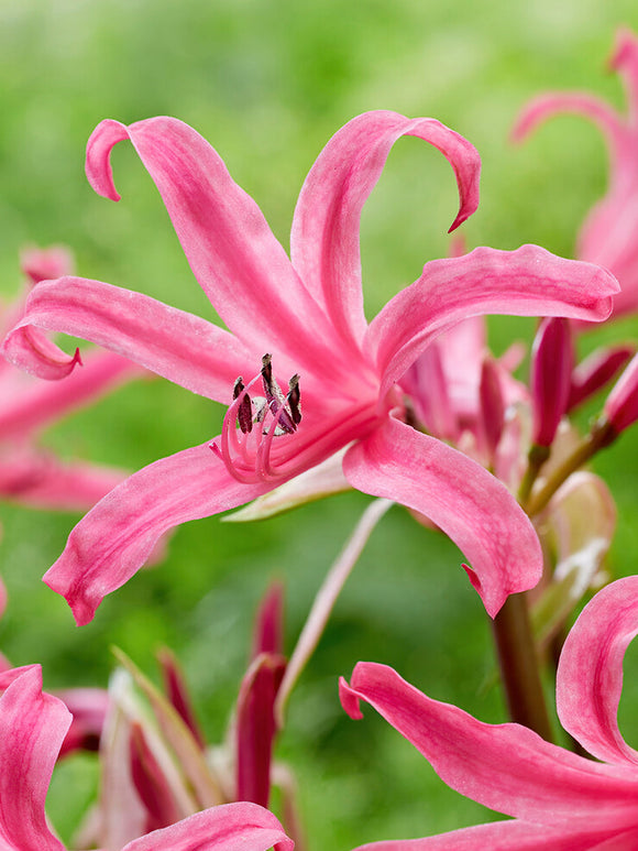 Amarine Belladiva Anastasia bollen