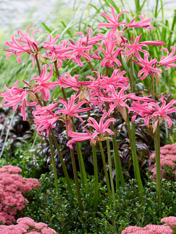 Amarine Belladiva Anastasia bloembollen bestellen