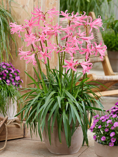 Amarine Belladiva Anastasia bollen kopen