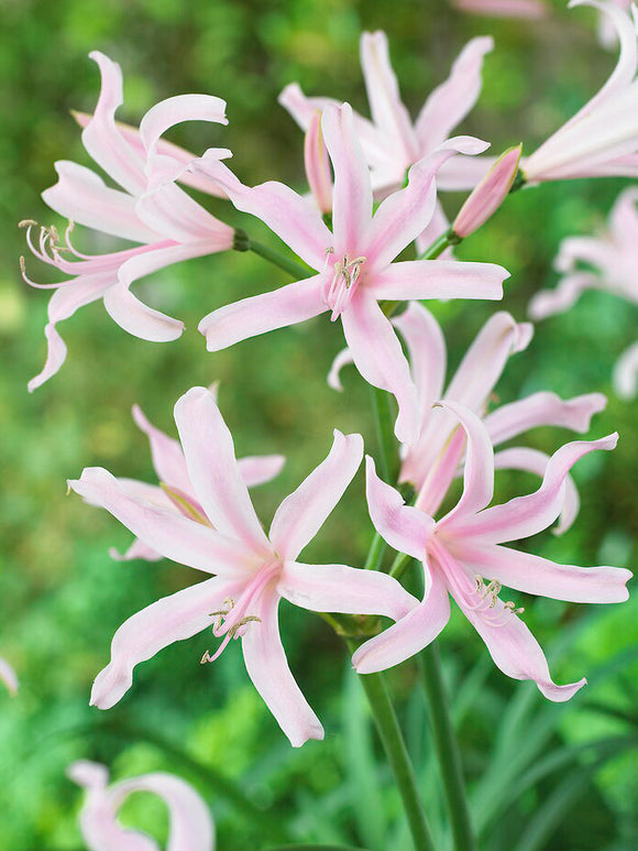 Amarine Belladiva Emanuelle bloembollen bestellen