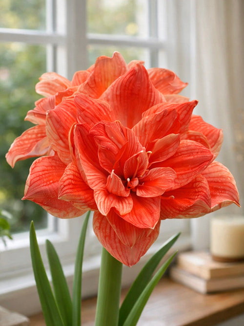 Jumbo Double Amaryllis Cherry Amadeus in bloei