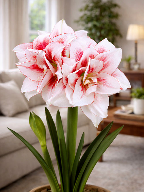 Jumbo Double Amaryllis Elvas bloeiend binnenshuis