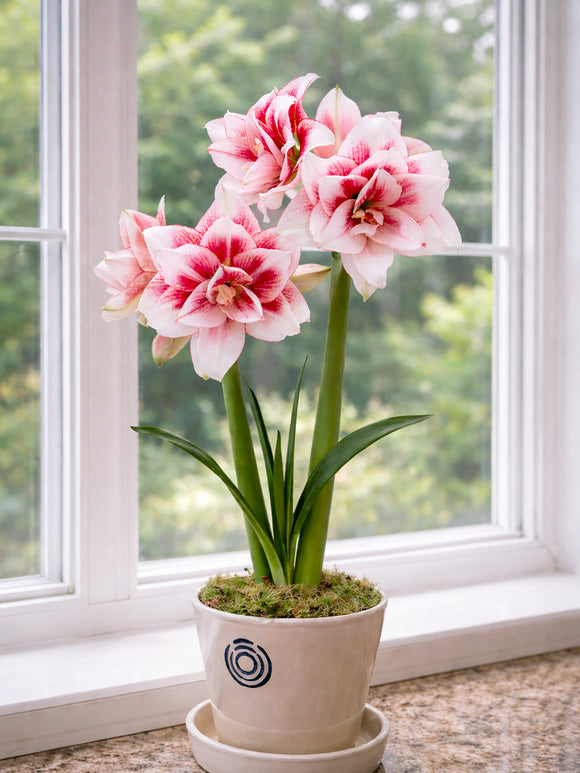 Dubbelbloemige Amaryllis Elvas in pot