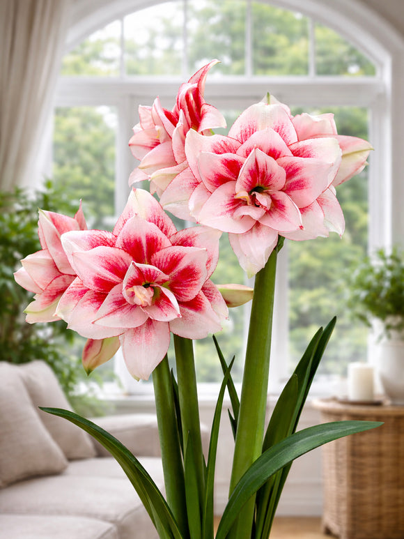Elegante Amaryllis Elvas met rijk gevulde bloemen