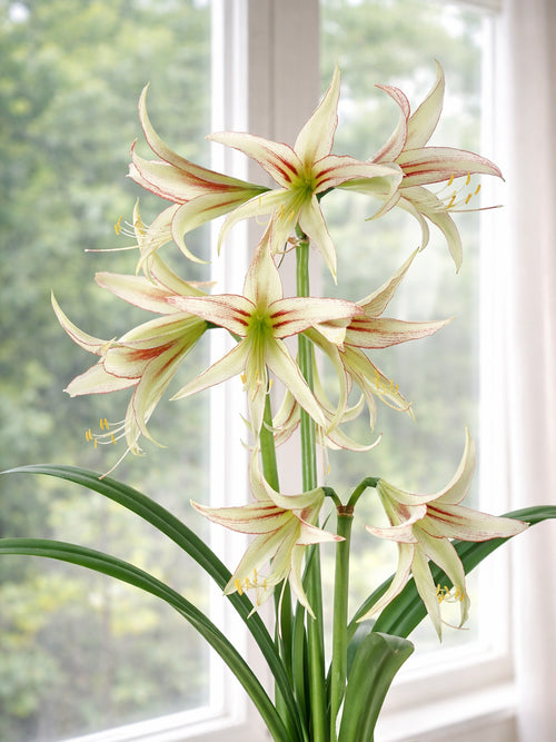 Detail van Amaryllis Emerald met rode strepen