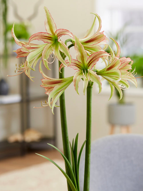 Spider-amaryllis Emerald binnenshuis