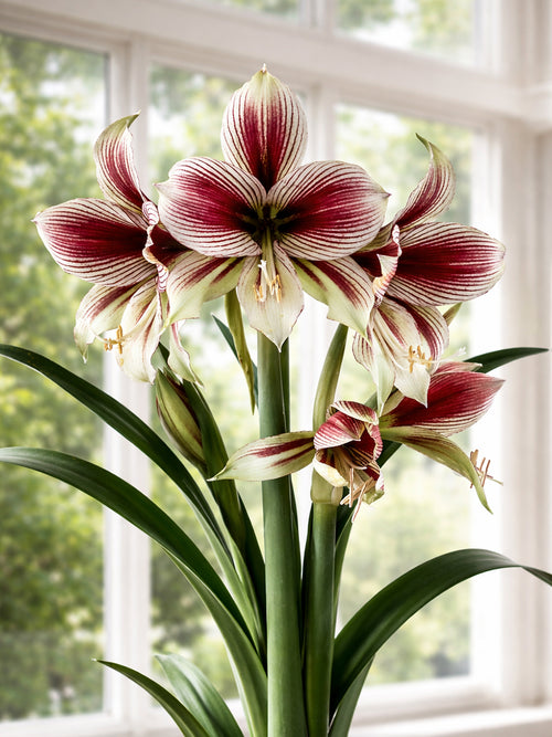Jumbo Amaryllis Papilio met vlinderachtige bloemen