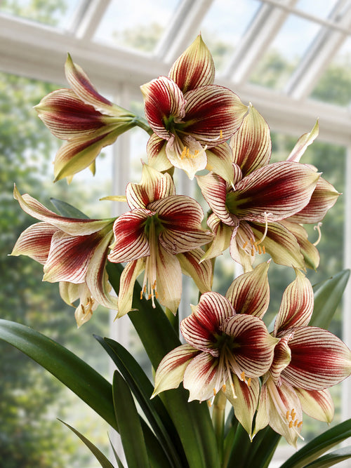 Close-up van Amaryllis Papilio met opvallende nerven