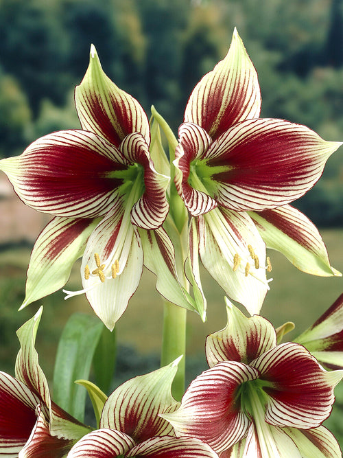 Exotische Amaryllis Papilio met grote bloemen