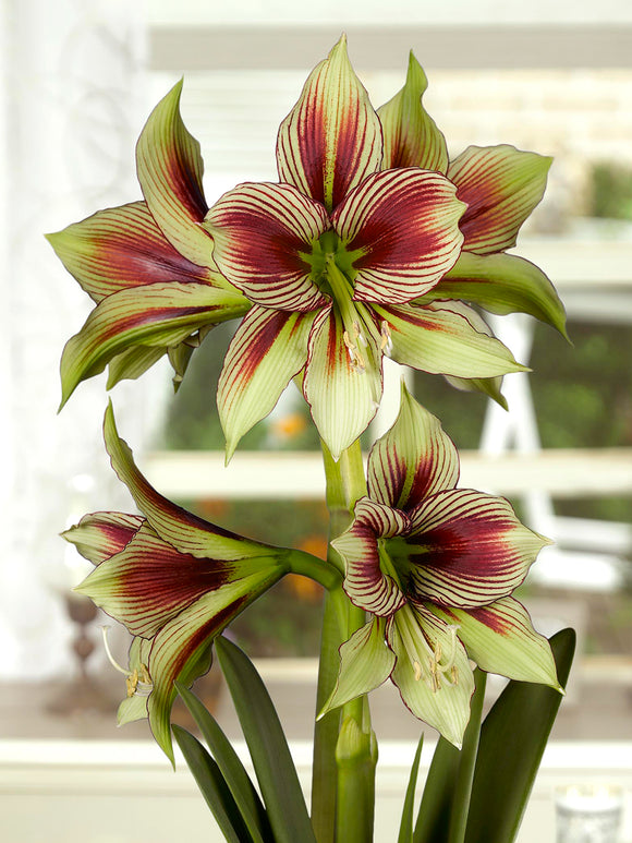 Jumbo Amaryllis Papilio met vlinderachtige bloemen