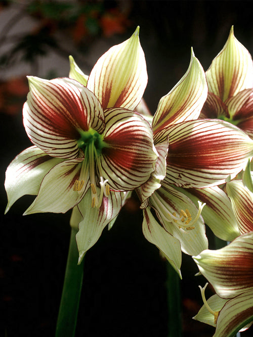 Jumbo Amaryllis Papilio bloeiend in pot