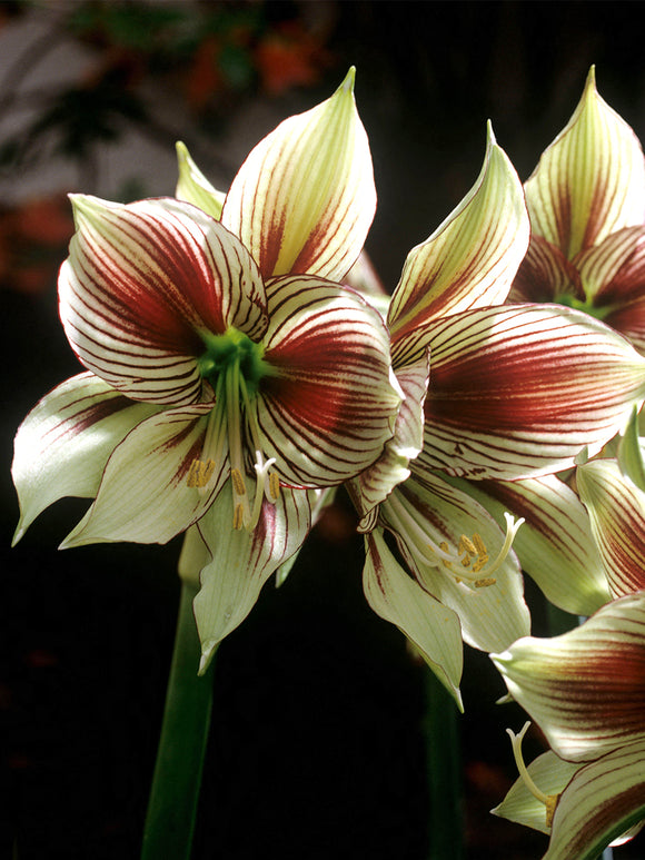 Jumbo Amaryllis Papilio bloeiend in pot
