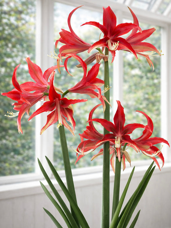 Close-up van Amaryllis Quito met smalle bloemblaadjes
