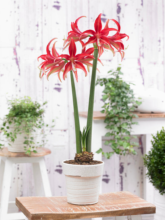 Jumbo Amaryllis Quito bloeiend in pot