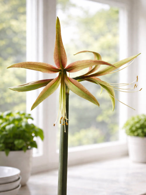 Smalle bloemblaadjes van Amaryllis Tarantula