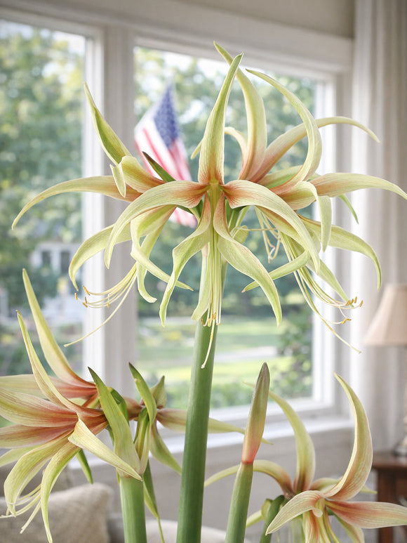 Detail van Amaryllis Tarantula met roze adering