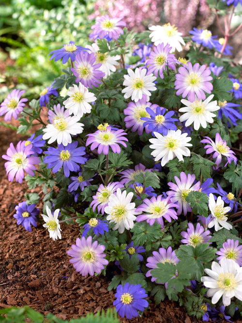 Anemone Blanda Mix Bloembollen