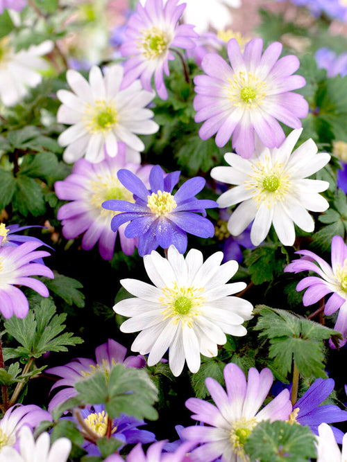 Anemone Blanda Mix Bloembollen Kopen