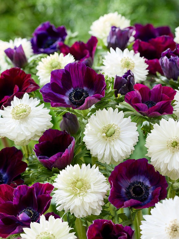 Anemoon bloembollen kopen Bordeaux At a Glance