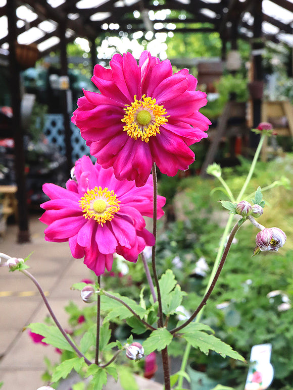 Herfstanemoon Bressingham Glow bloemen