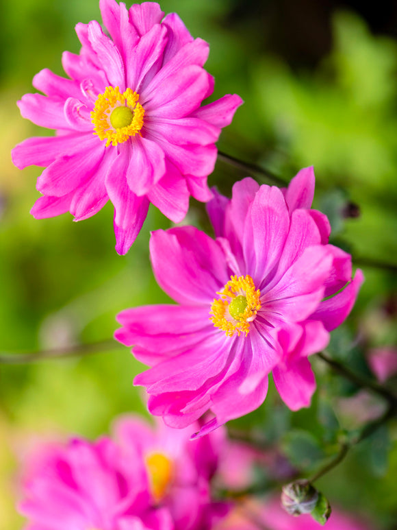 Herfstanemoon Bressingham Glow