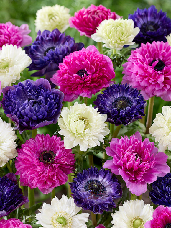 Anemoon Crush On You kollektie Anemonen online bestellen