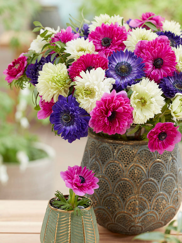 Anemoon Crush On You kollektie anemonenbollen kopen