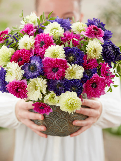 Anemonenbollen Anemoon Crush On You kollektie kopen