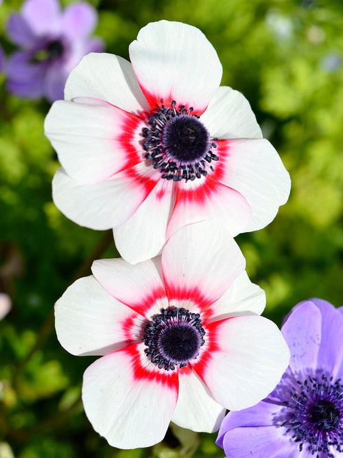 Anemone de Caen Bi Color - Witte en Rode Anemonen bloembollen