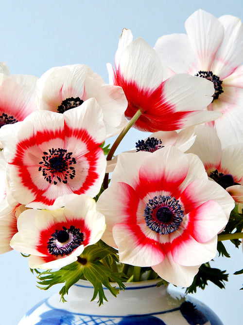 Anemone de Caen Bi-Color Bloembollen Rood en Wit
