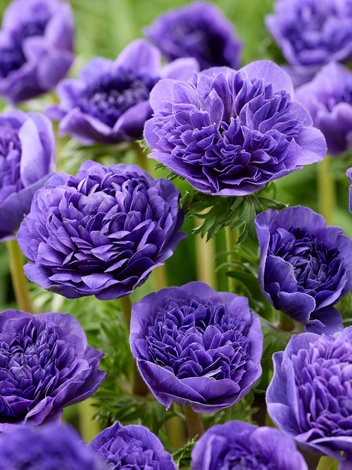 Anemoon bollen Fullstar Blue