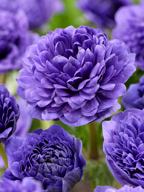 Anemonen Fullstar Blue bestellen