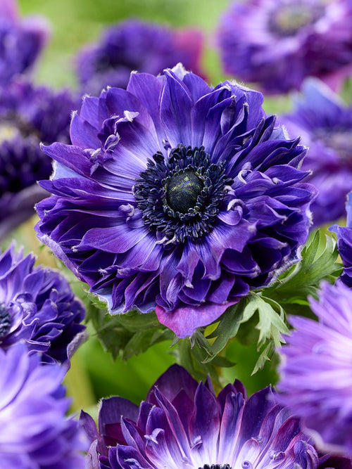 Anemoon Fullstar Blue bestellen