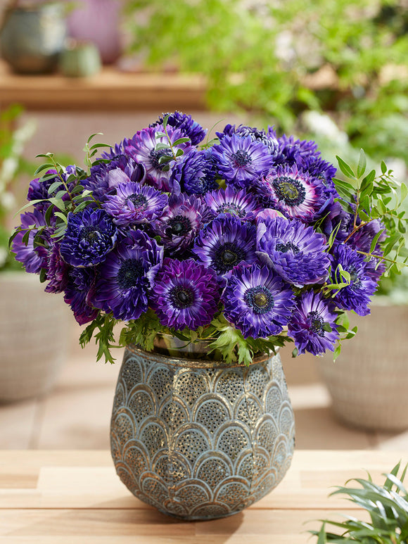 Anemoon bollen Fullstar Blue