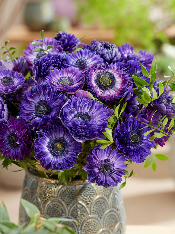 Anemonen bollen bestellen Fullstar Blue