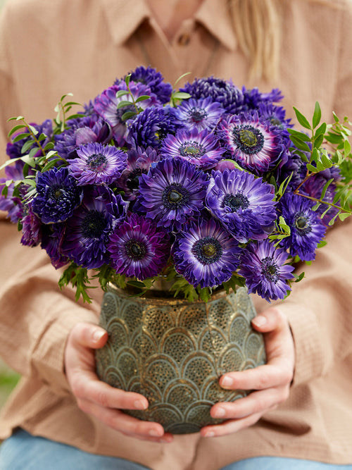 Anemonen bloembollen Fullstar Blue