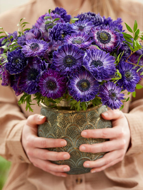 Anemonen bollen Fullstar Blue