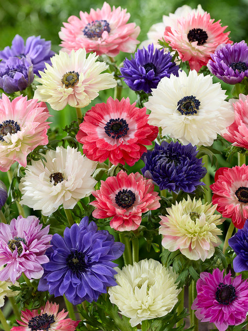 Anemonen bloembollen Fullstar Mix