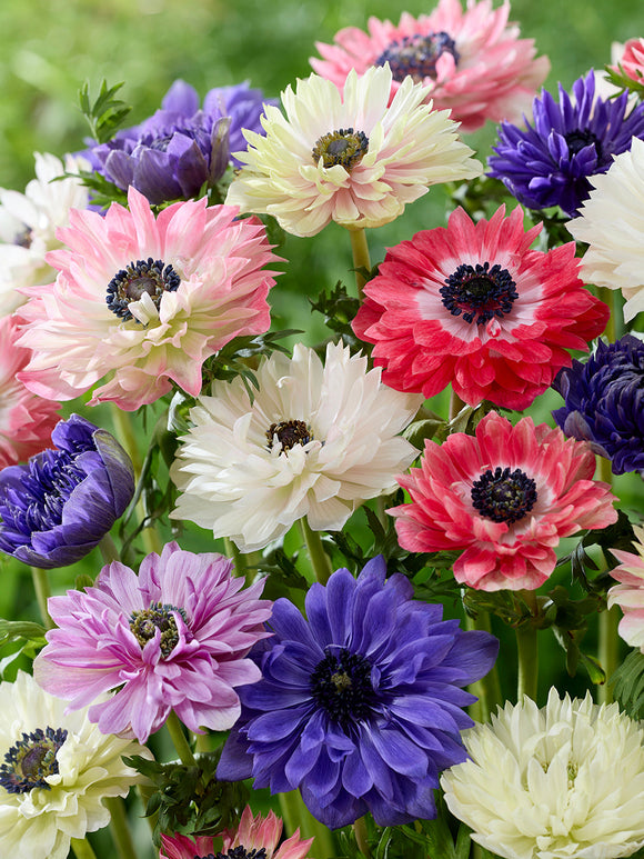 Anemonen bollen Fullstar Mix