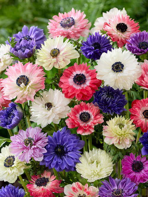Anemonen Fullstar Mix