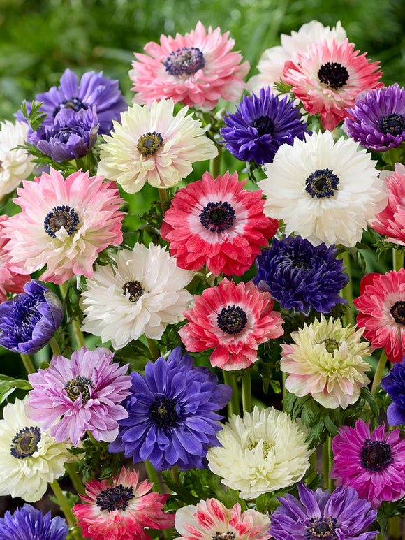 Anemonen Fullstar Mix