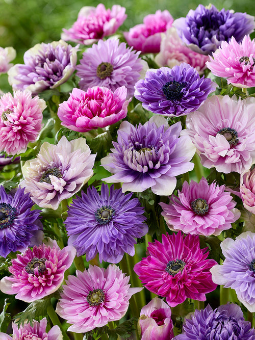Anemonenbollen Fullstar Pastel Mix